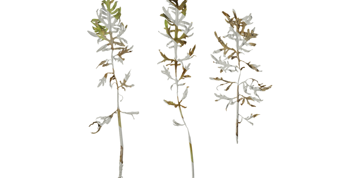 Anydrafts Centaurea gymnocarpa Leaf 01 Texture - Superhive (formerly ...