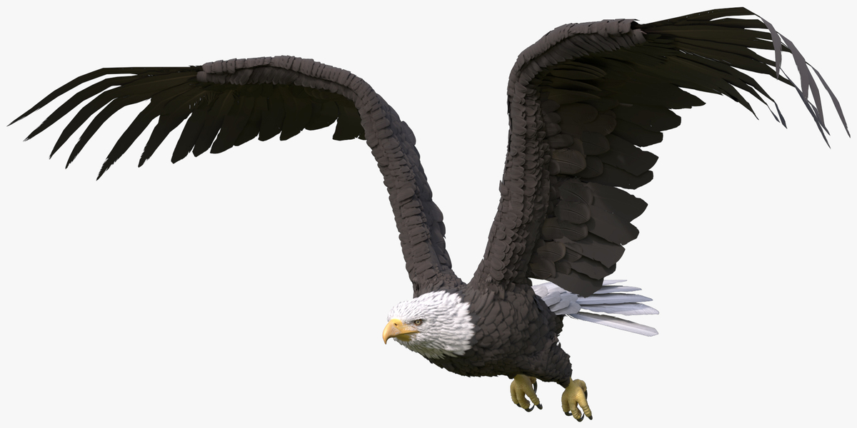 Eagle Rigged For Blender Animated Set - Superhive (formerly