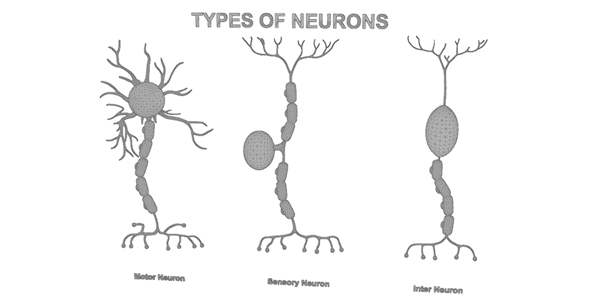What Are The 5 Types Of Sensory Neurons