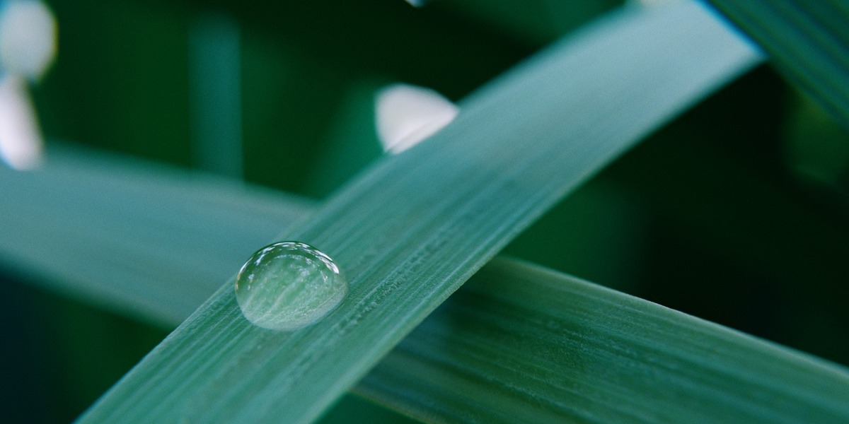 Dew Droplet