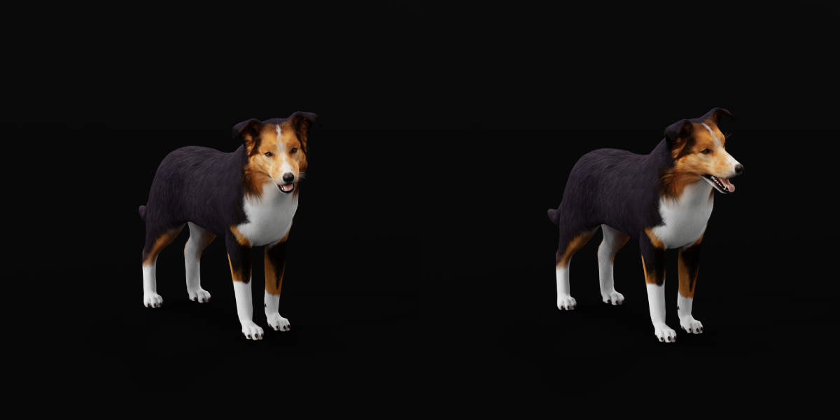 Male Border Collie Dog - Superhive (formerly Blender Market)
