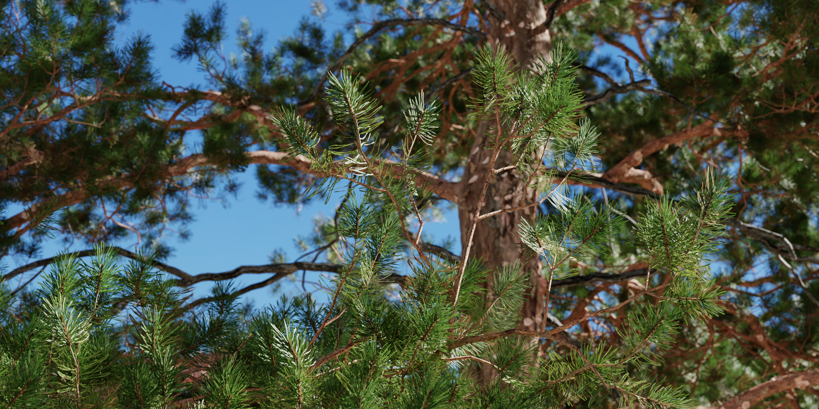 tree - pine - Pinus Sylvestris - pine tree plant (16m) - Superhive ...